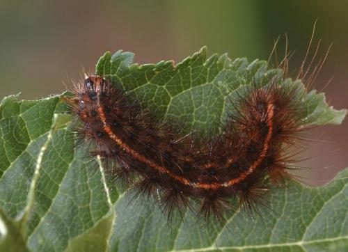 Spilosoma lubricipeda