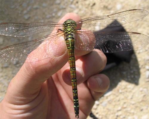 Aeshna affinis