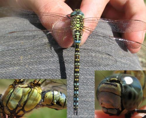 Aeshna affinis