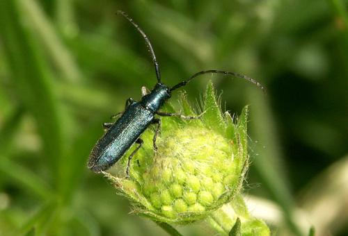 Réf. 21 752 : Agapanthia intermedia