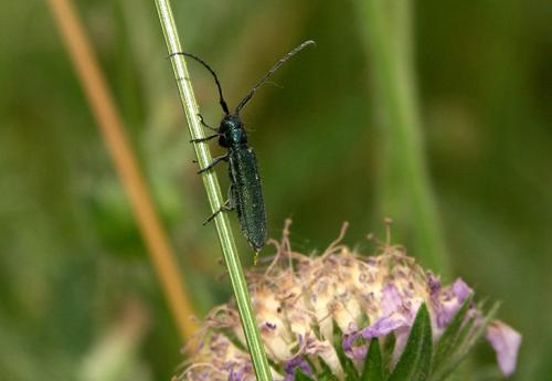 Réf. 21 753 : Agapanthia intermedia