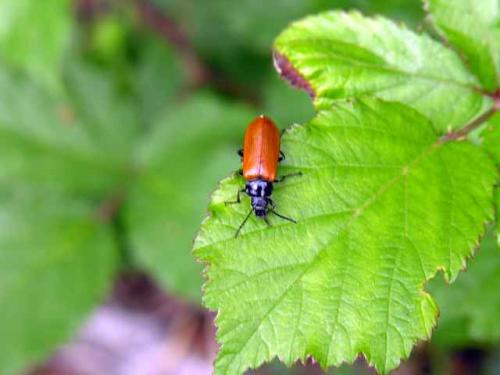 Alleculinae