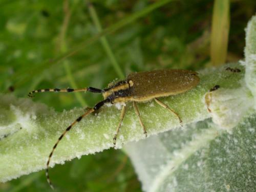 Réf. 21 253 : Agapanthia kirbyi