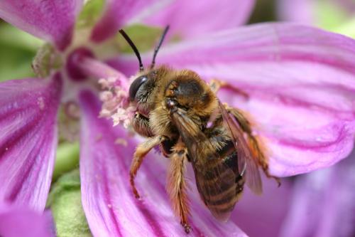 Tetralonia malvae