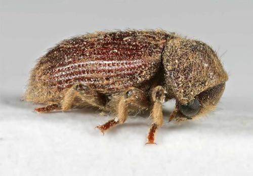 Réf. 21 523 : Nicobium castaneum