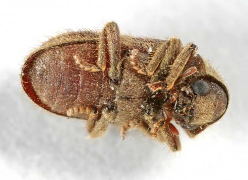 Nicobium castaneum
