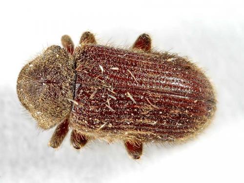Réf. 21 522 : Nicobium castaneum