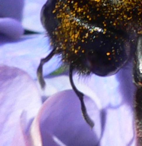Xylocopa sp.