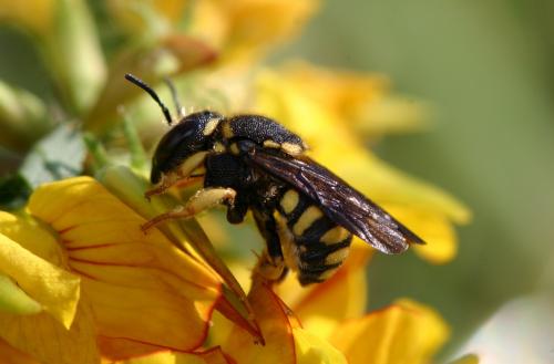 Réf. 21 686 : Anthidiellum strigatum