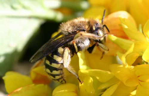 Réf. 21 730 : Anthidium loti