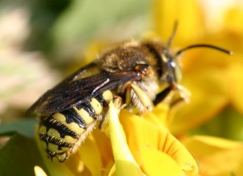 Anthidium loti