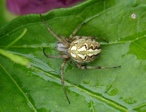 Réf. 21 383 : Neoscona adianta