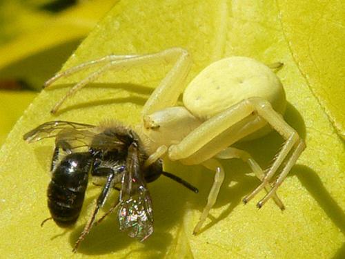 Misumena vatia