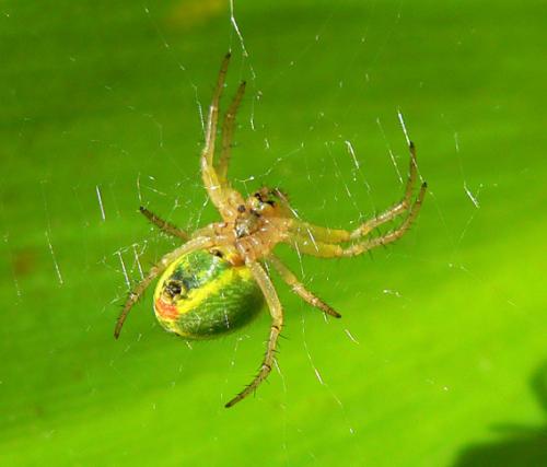 Araniella sp.