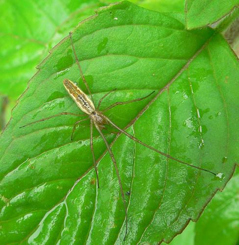 Tetragnatha sp.