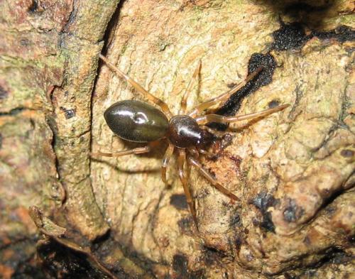 Cetonana laticeps