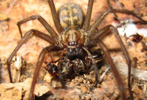 Réf. 21 255 : Tegenaria sp.