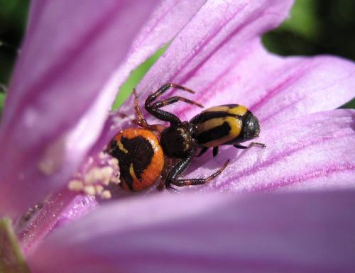 Réf. 21 137 : Synema globosum