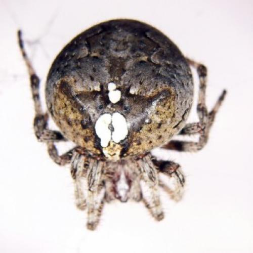 Araneus nordmanni