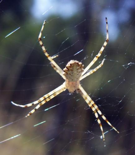 Argiope lobata