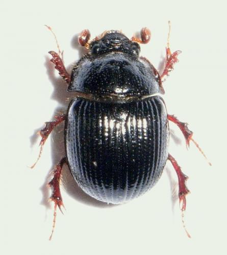 Réf. 21 121 : Odonteus armiger