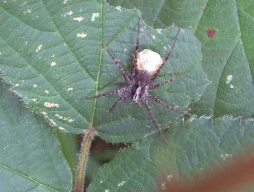 Pardosa sp.