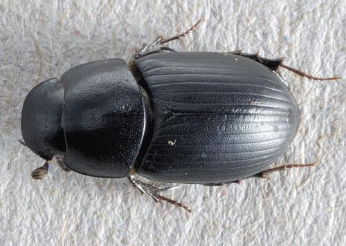 Acrossus depressus