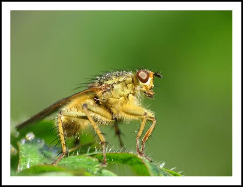 Scathophaga stercoraria