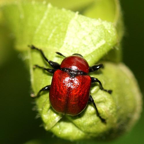 Attelabus nitens