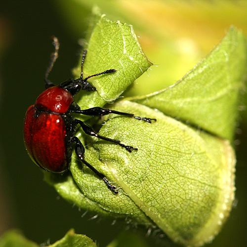 Attelabus nitens