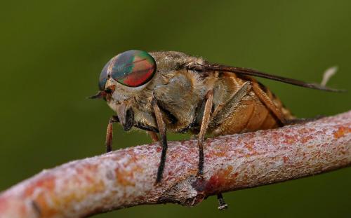 Réf. 21 033 : Hybomitra sp.