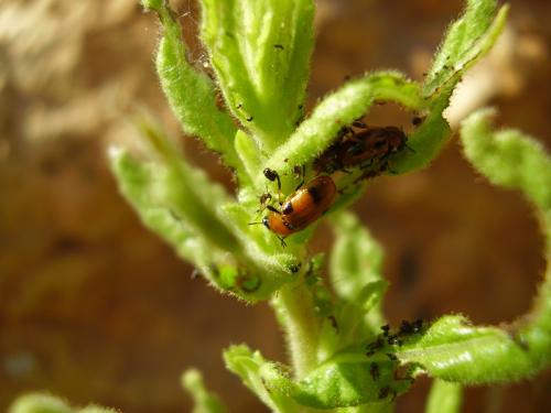 Réf. 21 129 : Coptocephala sp.