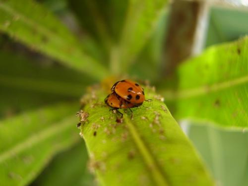 Hippodamia variegata