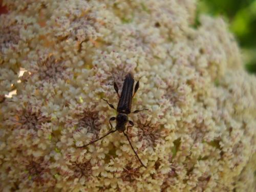 Stenopterus sp.