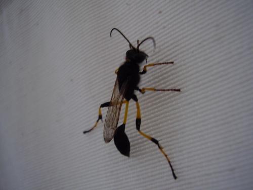 Sceliphron spirifex