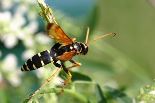 Réf. 21 663 : Batozonellus lacerticida