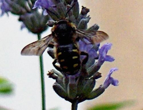 Anthidium septemspinosum