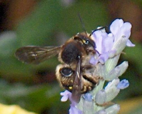 Anthidium septemspinosum