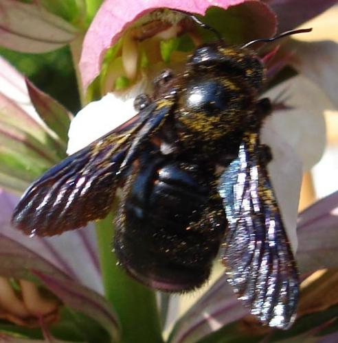 Xylocopa violacea