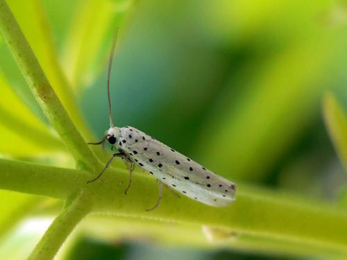 Yponomeuta sp.
