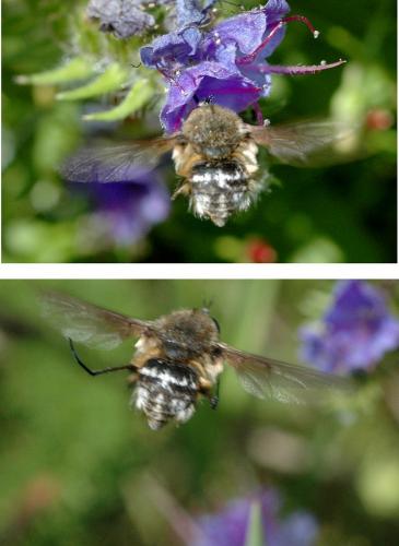 Réf. 21 581 : Bombylius cruciatus