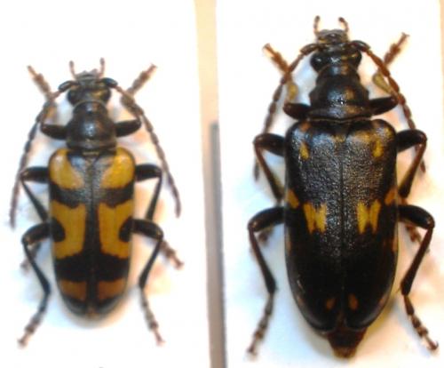 Brachyta borni