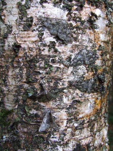 Cleorodes lichenaria