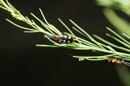 Crioceris asparagi