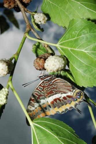 Charaxes jasius