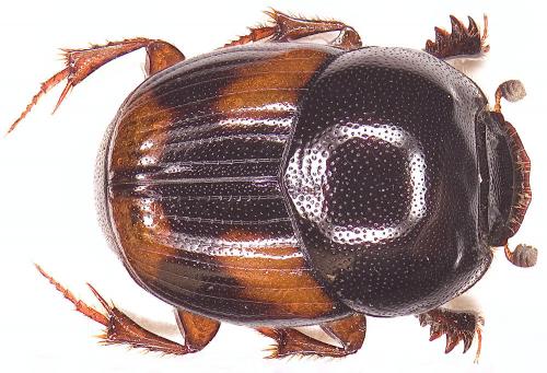 Caccobius schreberi