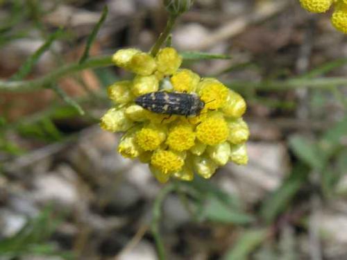Acmaeoderella flavofasciata