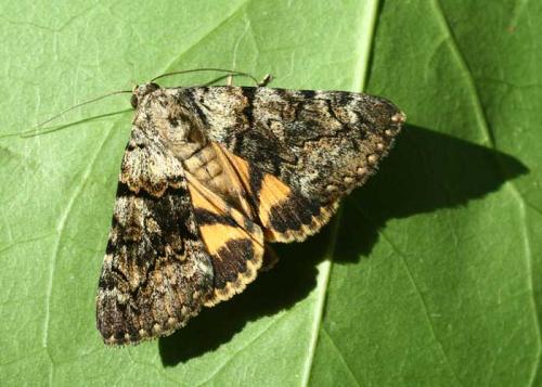 Catocala nymphagoga