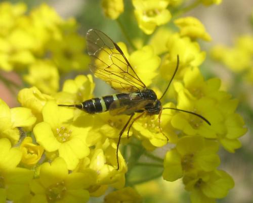 Réf. 21 006 : Cephinae inconnu