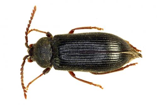 Cerophytum elateroides